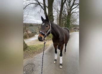 Westphalian, Mare, 13 years, 16 hh, Brown