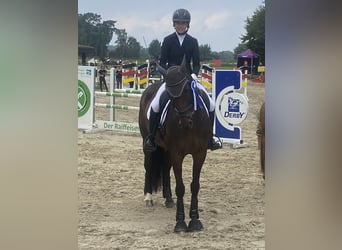 Westphalian, Mare, 13 years, 16 hh, Brown