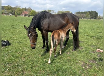 Westphalian, Mare, 13 years, 16 hh, Brown