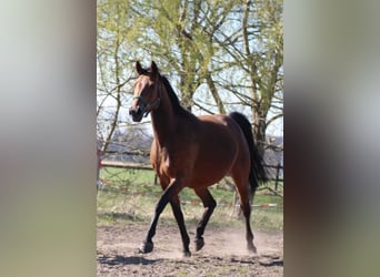 Westphalian, Mare, 13 years, 16 hh, Brown