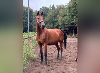 Westphalian, Mare, 13 years, 16 hh, Brown