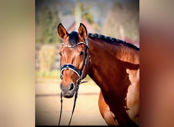 Westphalian Mix, Mare, 13 years, 16 hh, Brown