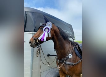 Westphalian, Mare, 13 years, 16 hh, Brown