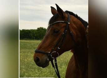 Westphalian, Mare, 13 years, 16 hh, Brown