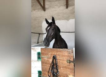 Westphalian, Mare, 13 years, 16 hh, Smoky-Black