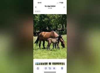 Westphalian, Mare, 13 years, 16,1 hh, Brown