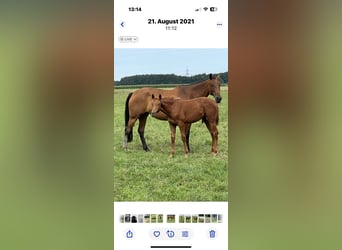 Westphalian, Mare, 13 years, 16,1 hh, Brown