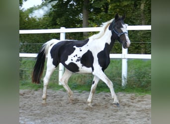 Westphalian, Mare, 13 years, 16,1 hh, Pinto