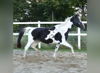 Westphalian, Mare, 13 years, 16,1 hh, Pinto