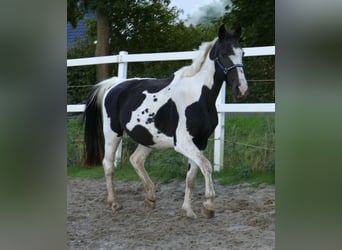 Westphalian, Mare, 13 years, 16,1 hh, Pinto