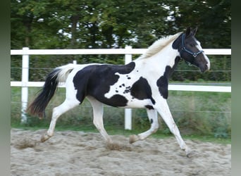 Westphalian, Mare, 13 years, 16,1 hh, Pinto