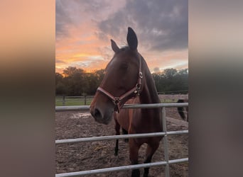 Westphalian, Mare, 13 years, 16,3 hh, Brown