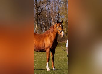 Westphalian, Mare, 13 years, 16,3 hh, Chestnut-Red
