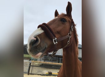 Westphalian, Mare, 13 years, 16,3 hh, Chestnut-Red