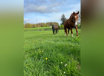 Westphalian, Mare, 13 years, 16,3 hh, Chestnut-Red