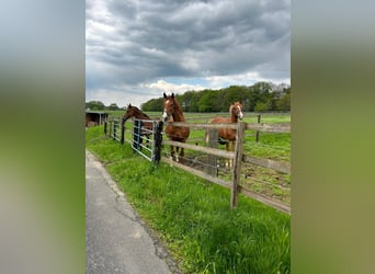 Westphalian, Mare, 13 years, 16,3 hh, Chestnut-Red