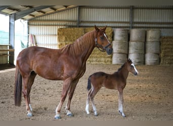 Westphalian, Mare, 13 years, 17.1 hh, Chestnut-Red