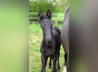 Westphalian, Mare, 13 years, 17 hh, Black