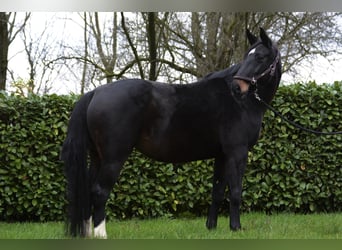 Westphalian, Mare, 13 years, 17 hh, Black
