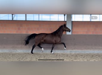 Westphalian, Mare, 13 years, 17 hh, Brown