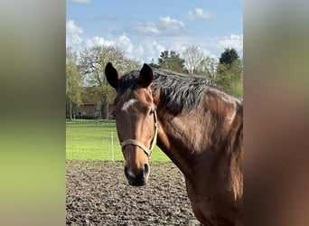 Westphalian, Mare, 13 years, 17 hh, Brown