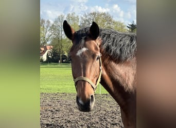 Westphalian, Mare, 13 years, 17 hh, Brown