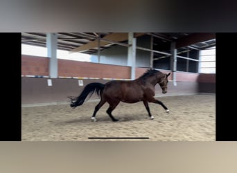 Westphalian, Mare, 13 years, 17 hh, Brown