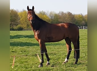 Westphalian, Mare, 13 years, 17 hh, Brown