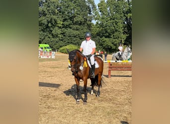 Westphalian, Mare, 13 years, 17 hh, Brown