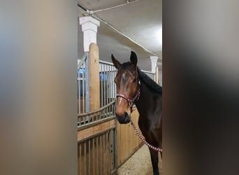 Westphalian, Mare, 13 years, 17 hh, Brown