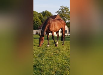 Westphalian, Mare, 13 years, 17 hh, Brown