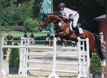 Westphalian, Mare, 13 years, 17 hh, Brown