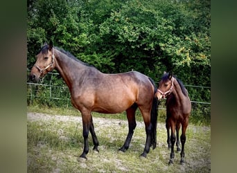 Westphalian, Mare, 14 years, 15.2 hh, Bay-Dark