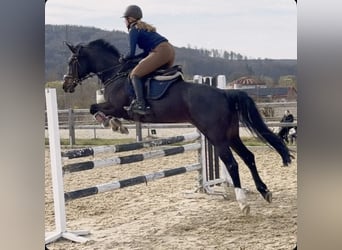 Westphalian, Mare, 14 years, 15.2 hh, Brown