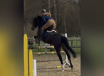 Westphalian, Mare, 14 years, 15.2 hh, Brown