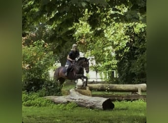 Westphalian, Mare, 14 years, 15.2 hh, Brown