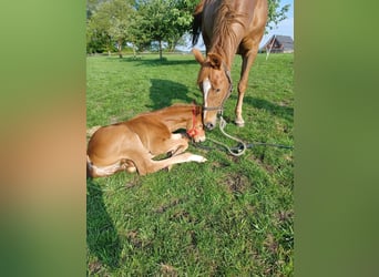 Westphalian, Mare, 14 years, 15,3 hh, Chestnut-Red