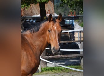 Westphalian, Mare, 14 years, 15,1 hh, Brown