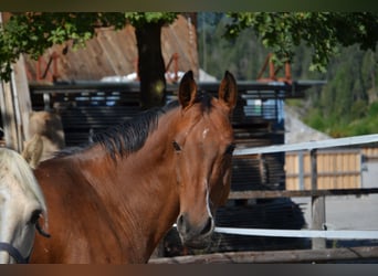 Westphalian, Mare, 14 years, 15,1 hh, Brown
