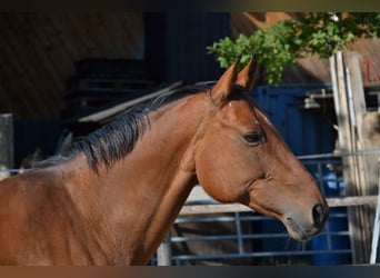 Westphalian, Mare, 14 years, 15,1 hh, Brown