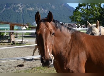 Westphalian, Mare, 14 years, 15,1 hh, Brown