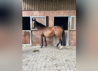 Westphalian, Mare, 14 years, 16.1 hh, Brown Westphalian, Mare, 14 years, 16.1 hh, Brown