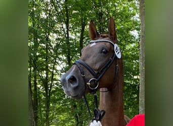 Westphalian, Mare, 14 years, 16.1 hh, Chestnut