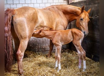 Westphalian, Mare, 14 years, 16.1 hh, Chestnut-Red