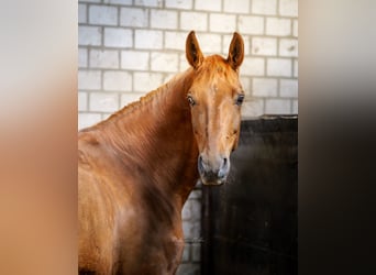 Westphalian, Mare, 14 years, 16.1 hh, Chestnut-Red