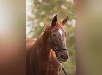 Westphalian, Mare, 14 years, 16.1 hh, Chestnut-Red
