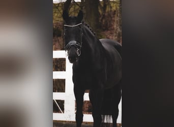 Westphalian, Mare, 14 years, 16.2 hh, Black