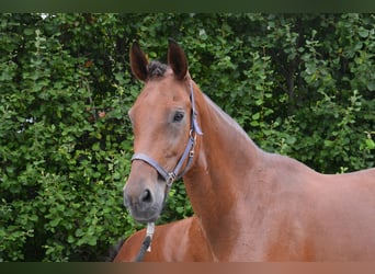 Westphalian, Mare, 14 years, 16,3 hh, Brown