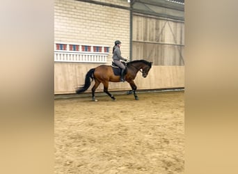 Westphalian, Mare, 14 years, 16.3 hh, Brown