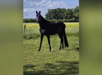 Westphalian, Mare, 14 years, 16 hh, Bay-Dark